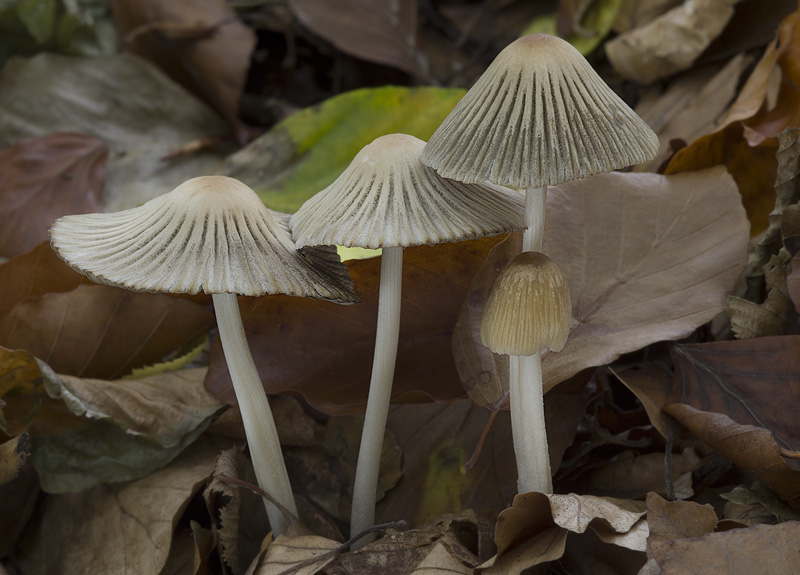 Coprinellus impatiens